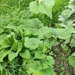Fagopyrum tataricum অভ্যাস