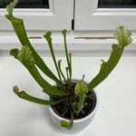 Sarracenia flava Likasa