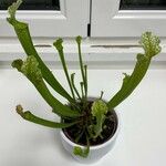 Sarracenia flava Folha