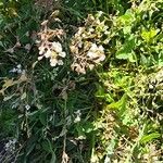 Capsella bursa-pastoris Flower