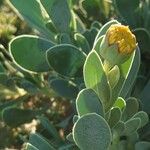 Hertia cheirifolia Flower