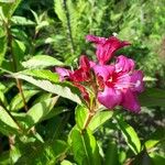 Weigela floridaFlor