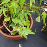 Begonia dregei Leaf