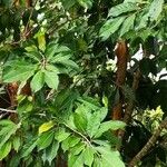 Ficus tinctoria Blad