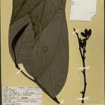 Guatteria discolor Hoja