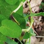 Aristolochia rotundaFlor