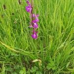 Anacamptis palustris Habitus