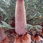 Banksia blechnifolia Цвят