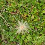 Dryas octopetala Leaf