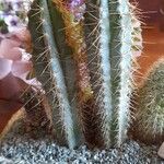 Pilosocereus pachycladus ഇല