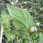 Lobelia inflata Leaf