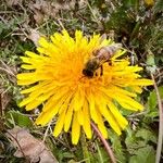 Taraxacum officinaleFlower