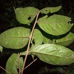 Ocotea nigra List