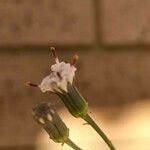 Dendrophorbium peregrinum Λουλούδι