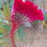 Celosia argentea Цветок