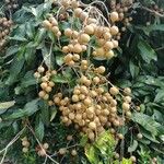 Dimocarpus longan Leht