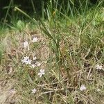 Petrorhagia saxifragaЦветок