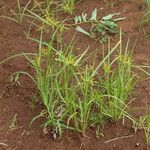 Cyperus polystachyos Агульны выгляд