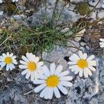 Leucanthemum graminifolium Flower