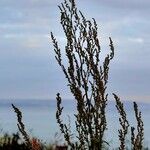 Chenopodium album Leaf