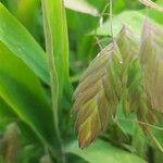 Chasmanthium latifoliumBlomst