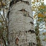 Betula pubescens Bark