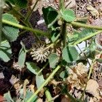 Abutilon mauritianum Froito