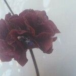 Salvia multicaulis Flower