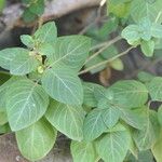 Hypoestes aristata Leaf