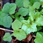 Lactuca muralis Leaf