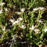 Sedum moranense Flower