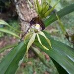 Prosthechea cochleata 花