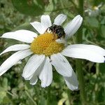 Anthemis cotula Blomma