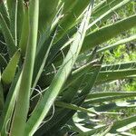 Yucca schidigera Habitus