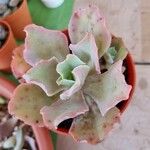 Echeveria shaviana برگ