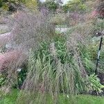 Molinia arundinacea Habitat