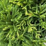 Cryptomeria japonica Folha