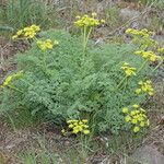 Lomatium grayi Hábito