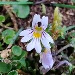 Euphrasia alpina Flower