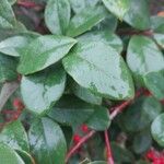 Cotoneaster meiophyllus Hoja