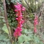 Bistorta amplexicaulis (D.Don) GreeneFlower