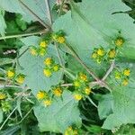 Sigesbeckia orientalis Flower