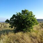 Vangueria madagascariensis Hábito