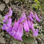Jacaranda puberula Цветок