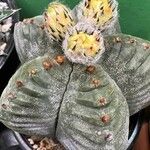 Astrophytum myriostigma Folha