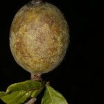 Genipa americana Fruit