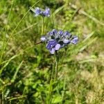 Veronica bellidioides Blomst