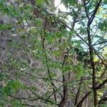 Prunus serrula Hábito