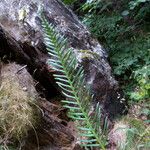 Blechnum spicant Hostoa