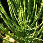 Equisetum arvense Blad